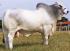 Semen brahman - mr ob te 36